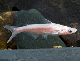 Catfish-Pangasius (40mm)
