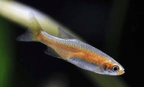 Rasbora-Dwarf Red