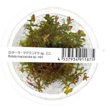 ADA - Rotala Macrandra 'Mini'