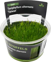 Stoffels Taxiphyllum alternans in-vitro ( Taiwan Moss )