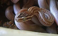 Brown House Snake