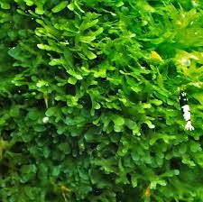 Subwassertang Moss 10g