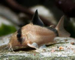 Corydoras-Bandit (Metae)