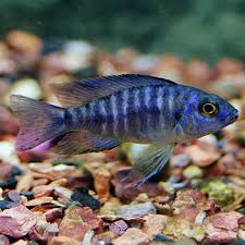 Cichlid-Blue Peacock (4-6cm)