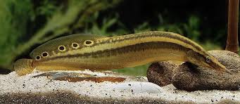 Eel-Spiny