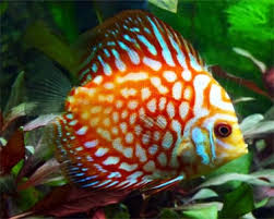 Pigeon Blood Discus (60-70mm)