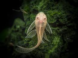 Bristlenose-Albino longfin