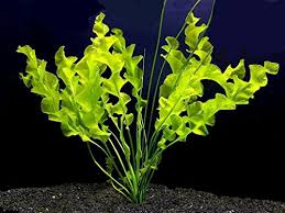 Stoffel Aponogetan Ulvaceus(Bulb with 3-4 stems)