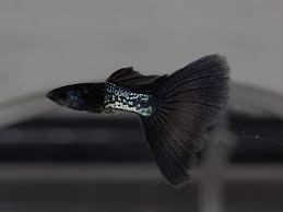 Guppy-Black Metal Cobra