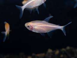 Tetra-Albino Black Neon