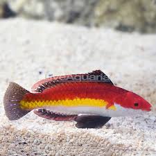 Naoko Fairy wrasse