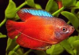 Gourami-Dwarf Blood Red