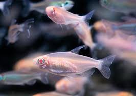 Tetra-Albino Congo