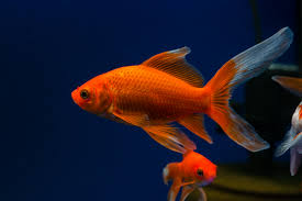 Comet Goldfish-Assorted (40-50mm)