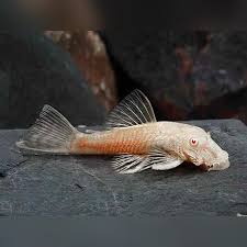 Bristlenose-Albino