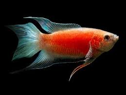 Fire and Ice Paradise Fish