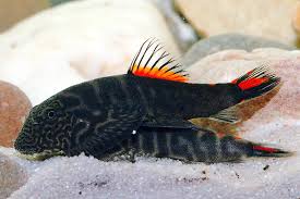 Bloody Mary Red Hillstream Loach