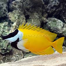 Foxface Rabbitfish
