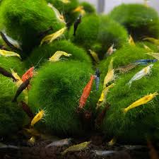 Stoffel Marimo Moss Ball