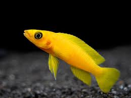 Cichlid-Leleupi