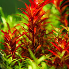 Kaiser Aquatics Rotala Rotundafolia 'Blood Red'