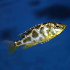 Giraffe malawi cichlid 20-30mm (nimbochromis venustus)