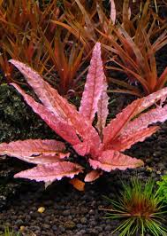 RTG Cryptocoryne spec.’Flamingo’