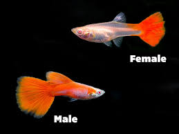 Guppy-Full Red Albino PAIR