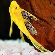 Pleco-Longfin Lemon Bristlenose