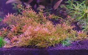 Horizon Labs Rotala Goias 'In Vitro'
