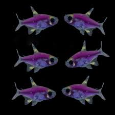 Tetra-GMO X-Ray