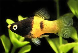 Platy-Bumblebee