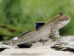 Atlantic Mudskipper