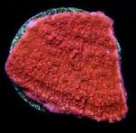 Red Montipora Frag (3x3cm+-)