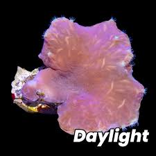 Pink Cabbage Leather