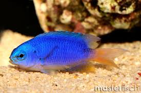 Caerulean Damsels