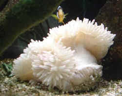 Sebae Anemone