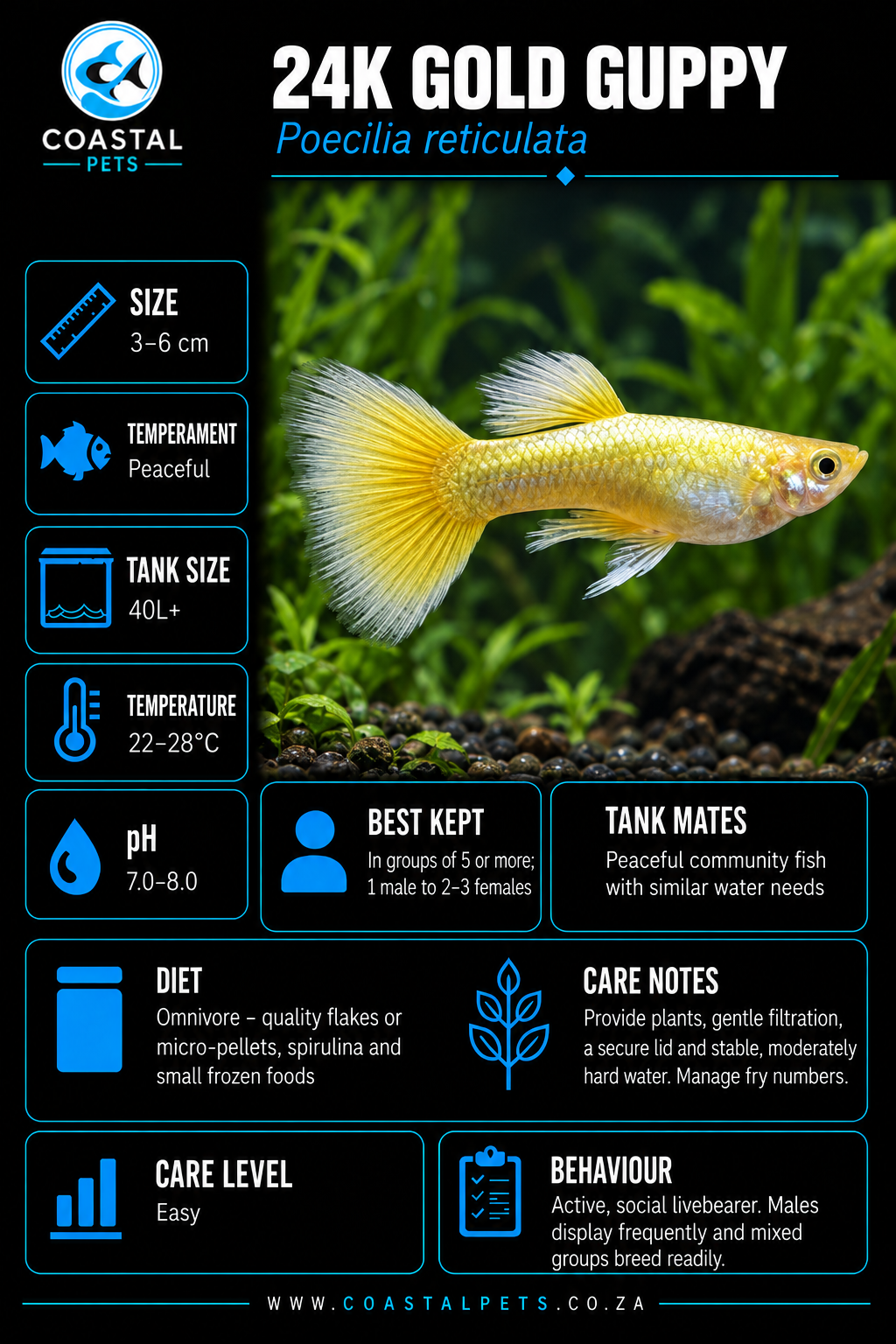 Guppy-24K Male