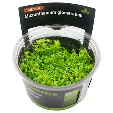 Stoffels Micranthemum glomeratum in-vitro