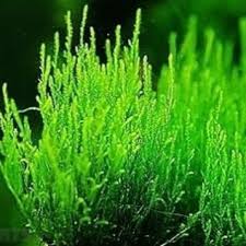 Dennerle Plants Taxiphyllum spec. ‘Flame Moss’, In-Vitro