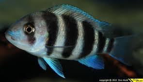 Cichlid-Burundi Frontosa (40mm)