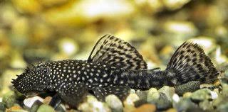 Ancistrus Snowflake(A.Dolichopterus)4-5cm