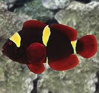 Clownfish - Gold bar maroon