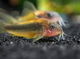 Corydoras-Gold Stripe Laser