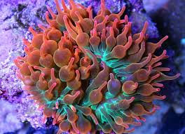 Rainbow Bubbletip Anemone