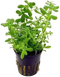 Kaiser Aquatics Bacopa Monnieri