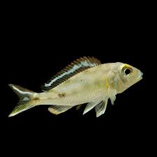 Cichlid-Black Ear Callochromis