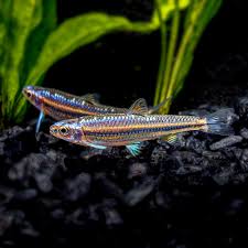 Rainbow Shiner(40-50mm)