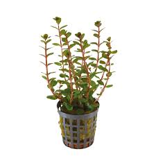 Kaiser Aquatics Rotala Rotundafolia 'Blood Red'