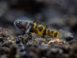 Goby-Dwarf Bumblebee(Freshwater)